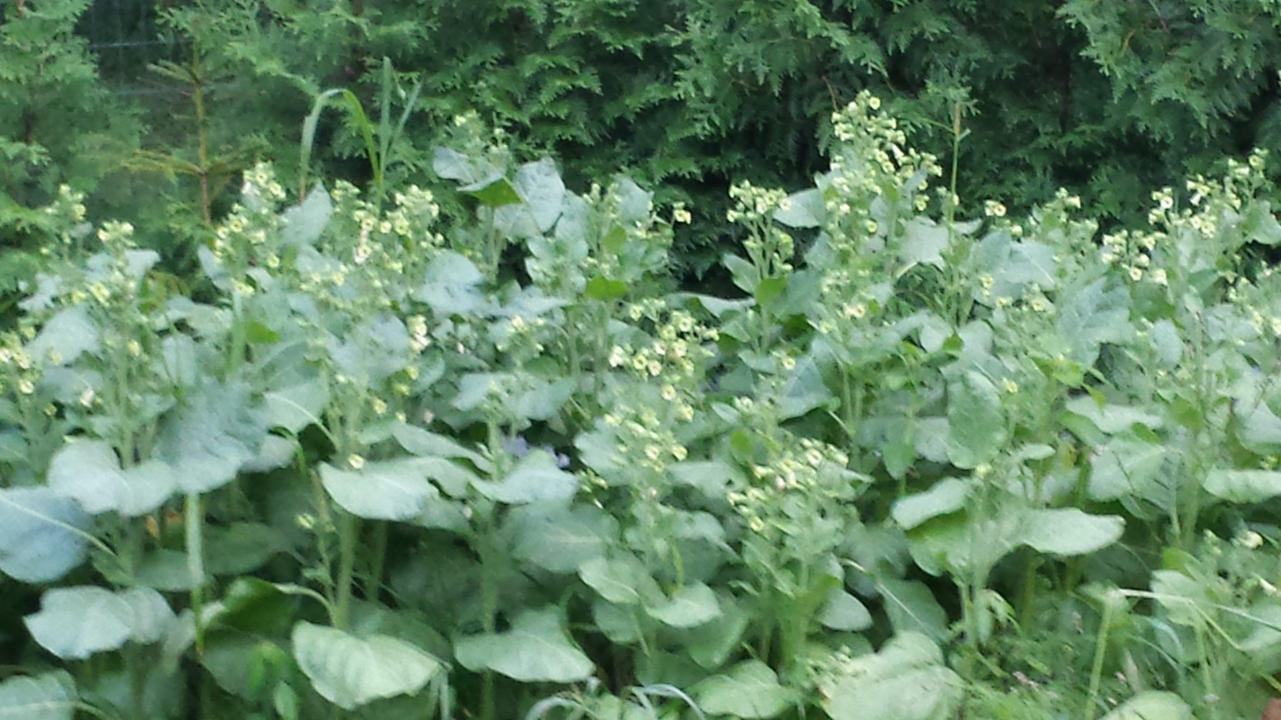 Tobacco plants