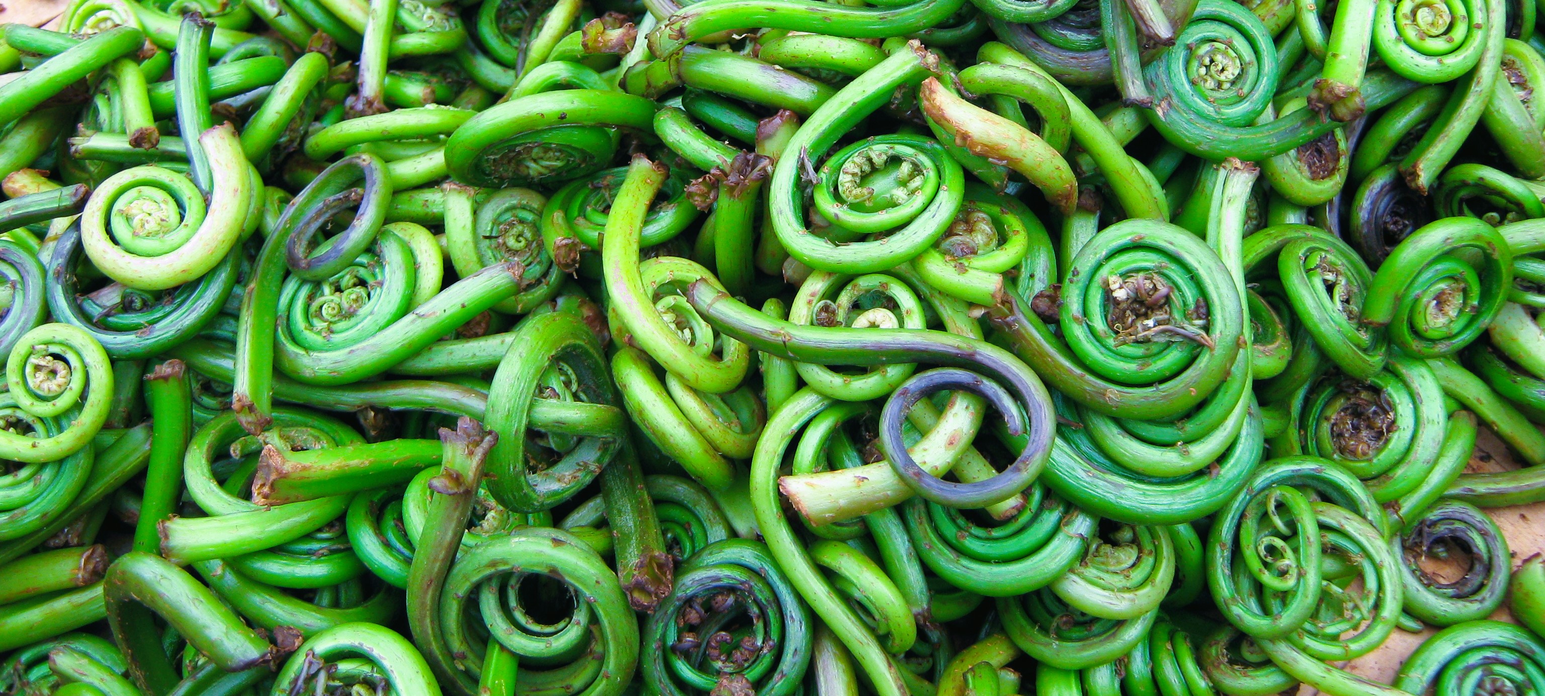 A huge pile of freshly harvested fiddleheads